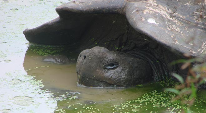 Land tortoise relaxing © BW Media